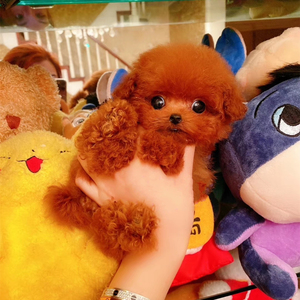 纯种泰迪幼犬贵宾犬长不大茶杯犬灰色泰迪家养不掉毛活体宠物狗狗