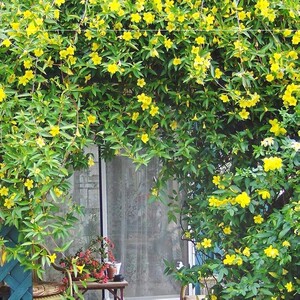 黄金藤盆栽法国香水茉莉花期带花黄花茉莉常绿爬藤多季开花带花苞