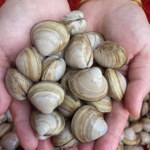 鲜活白蛤蜊无沙大白蚬子花蛤海鲜贝壳类水产花甲包