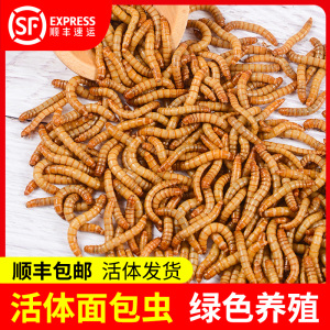 面包虫活虫干黄粉虫仓鼠画眉鸟八哥宠物饲料鸟粮大麦虫活体虫包邮