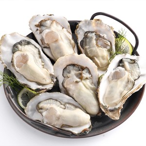 山东乳山生蚝10斤