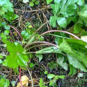恩施现挖新鲜鸭脚板大叶芹野菜芹菜山芹菜鸭儿芹鹅脚板鸭脚板