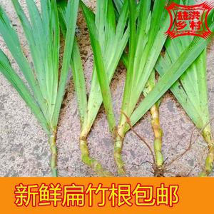 中药材青草扁竹根食用种植 扁竹兰根 生根扁竹兰根 纯根500g包邮