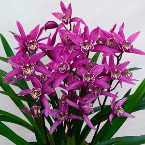 三代种花女兰花苗带花苞【红贵妃】矮种盆栽植物室内四季建兰花卉