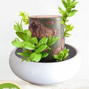 水培绿植物四季小型迷你水养花卉无土水生室内鱼缸好养不含盆盆栽