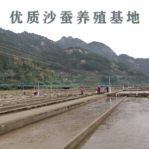 沙虫子钓鱼红青虫活饵海虫海蚯蚓新鲜鲜活沙蚕活饵海钓饵料海蜈.