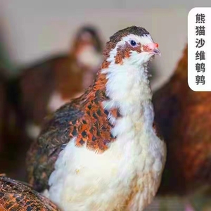 巨型白沙维鹌鹑种蛋白沙维蛋熊猫沙维种蛋受精蛋包七成受精率