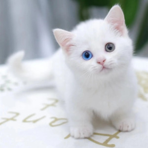 异瞳英短蓝白蓝猫纯种拿破仑矮脚短毛狮子猫纯白活体宠物猫咪包邮