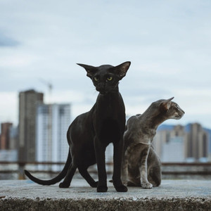 东方短毛猫纯种东短黑色棕色虎斑正常高低耳位飞机耳活体宠物幼猫