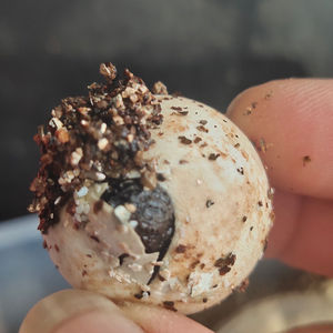 原种纯佛蛋野佛鳄龟蛋鳄龟蛋乌龟蛋受精龟蛋小鳄龟蛋包纯种