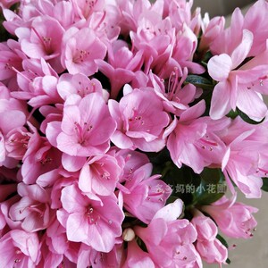 粉妆楼丹东杜鹃花 粉腊皮好养易活耐寒耐s热杜鹃 庭.院盆