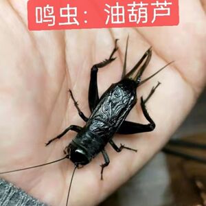 蟋蟀油葫芦鸣虫份房直发个大新脱寿命长叫声悦耳