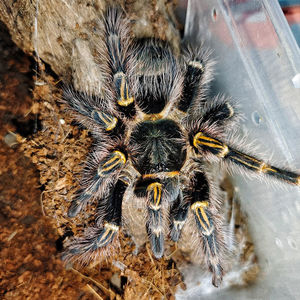 巴西巨人金直间足展4--8厘米新手无毒幼体活体宠物蜘蛛温顺爬宠