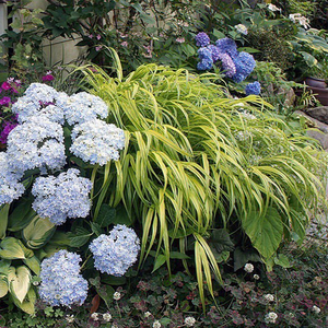 花叶金叶箱根草宿根庭院景观工程地被春秋观叶盆栽设计师网红植物
