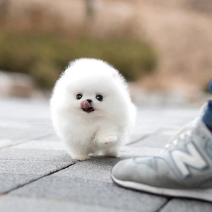 小茶杯犬宠物真狗纯种博美幼犬活物小型俊介白色可爱不咬人泰迪