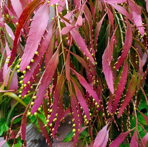 红叶丝苇花卉吊盆懒人盆亚热带植物造景盆栽懒不怕晒垂吊玉珊瑚