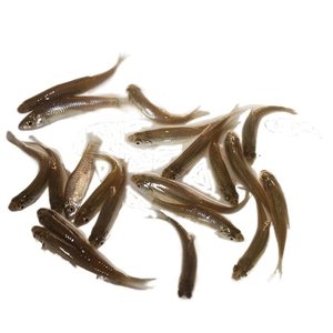 麦穗鱼附近食蚊鱼苗淡水养殖鱼苗活体本地草鱼四大家鱼包活