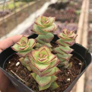 钱串 星王子 多头老桩 大群生 小米e星 多肉植物 盆栽小肉肉 多肉