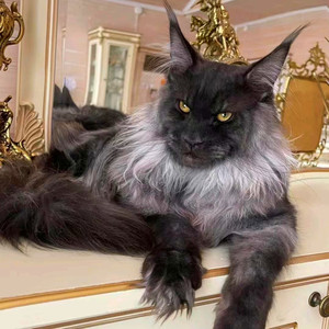 【纯黑猫】纯黑猫品牌,价格 - 阿里巴巴