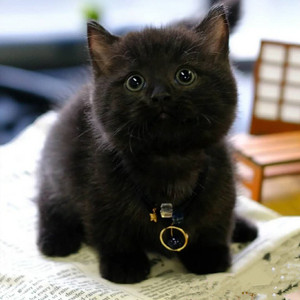 【黑色加菲猫宠物猫】黑色加菲猫宠物猫品牌,价格 - 阿里巴巴