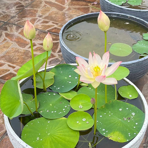 四季开花碗莲无土水培小型水生植物荷花鱼缸迷你睡莲花卉盆栽种子
