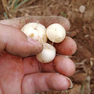 小根蒜种子野菜葱野蒜火葱籽红葱头春秋四季播种阳台盆栽蔬菜种籽