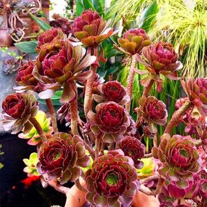 高桩纯木质红玫瑰法师很漂亮粉红基地直发大颗多肉植物盆栽精品