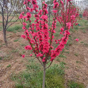 紫叶碧桃花树苗观赏桃花盆栽地栽庭院别墅绿化苗木红叶碧桃树苗