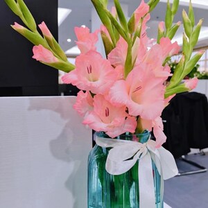 广州剑兰唐蒲节节高步步高升鲜切花花水养插花居家鲜花