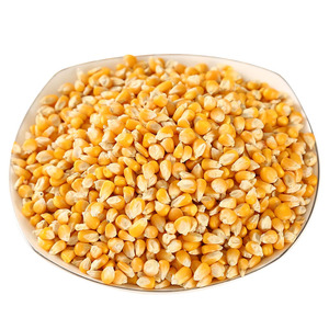鸽粮玉米小粒h高能量营养信鸽比赛玉米颗粒小鸽子饲料散装10斤