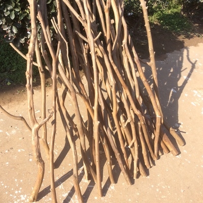 干树枝树b干原色树枝木色树n枝干花树枝衣挂衣架干花干支干枝
