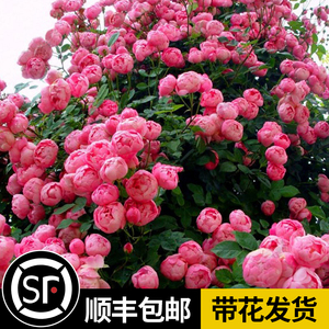 四季开花蔷薇花苗爬藤植物庭院爬墙攀援玫瑰藤本月季特大花卉盆栽