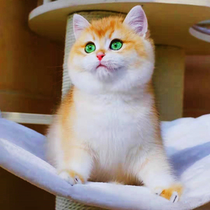 英短金渐层猫幼猫纯种 ny12金色赛级绿眼银渐层幼崽血统蓝金渐层