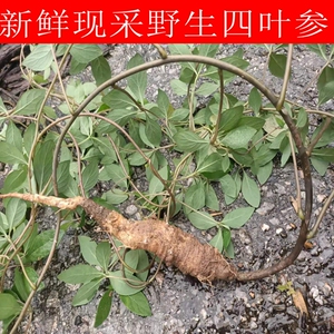 新鲜现采野生四叶参奶参羊乳山海螺狗头参乳头薯乳薯土党参羊奶子