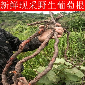 新鲜现采天然野生葡萄根刺葡萄千斤藤山葡萄中草药中药材500g包邮