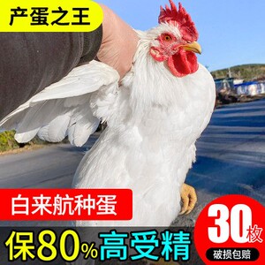 白来航鸡种蛋受精蛋孵化蛋高产散养鸡白凤乌鸡白羽鸡种蛋30枚包邮