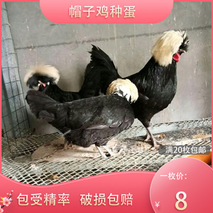 【白头翁帽子鸡】白头翁帽子鸡品牌,价格 - 阿里巴巴