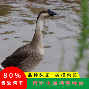 黑棕鹅种蛋受精蛋灰狮头鹅大种灰鹅朗德鹅受精种蛋可孵化3枚包邮