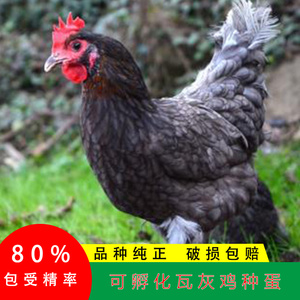 安义瓦灰鸡种蛋受精蛋土鸡柴鸡观赏肉鸡虫草鸡可孵化高产绿壳蛋鸡