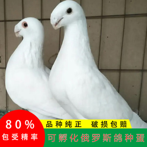 观赏鸽受精蛋可孵化鸽子大鼻子鸽子白色小嘴俄罗斯鸽子种蛋受精蛋