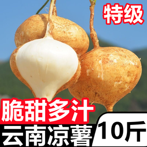 云南凉薯新鲜10斤现挖白地瓜沙葛土番薯瓜地萝卜农家自种白心红薯