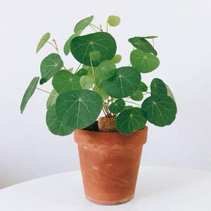 山乌龟金不换地不容圆叶爬藤块根网红植物盆栽绿植净化空气招财龟