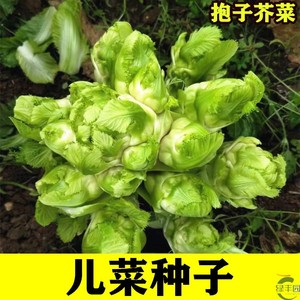正早一号儿菜种子抱子芥榨菜种籽重庆包菜南方秋季娃娃菜蔬菜种籽