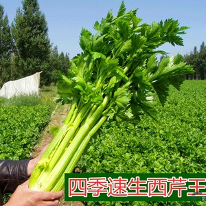 芹菜种子孑津南实芹速生四季小香芹西芹清脆爽口花园盆栽蔬菜种籽
