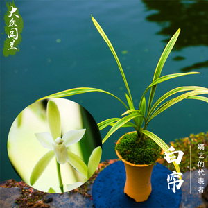 白帘兰花盆栽中透艺兰草高档建兰花卉兰花苗带花苞