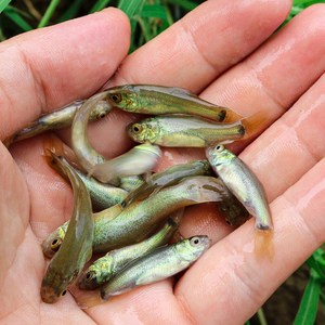 丁桂鱼苗四川附近淡水小鱼本地好养的耐活鱼苗大全新品种