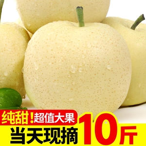 新鲜梨子河北皇冠梨10斤整箱包邮当季水果现摘砀山皇冠梨5斤雪梨