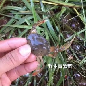 广东(青蟹苗)100只(脚拇趾)海捕