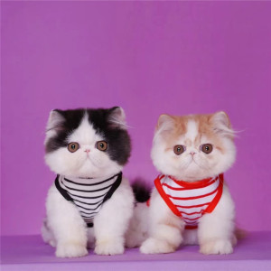 加菲猫幼崽纯种活体猫咪长毛短毛红虎斑纯白纯黑可爱包子脸宠物猫