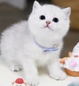 银渐层小奶猫英短